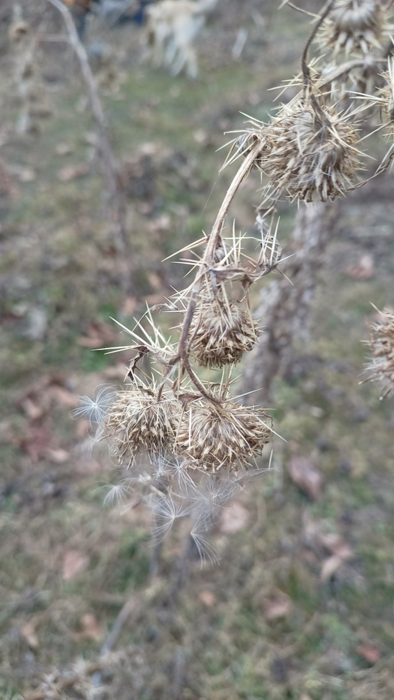 Cirsium wallichii photo 6
