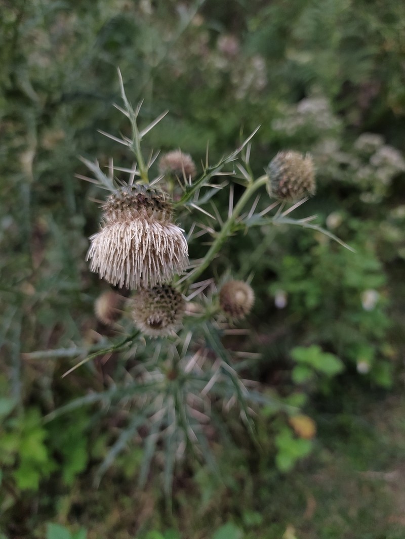 Cirsium wallichii photo 7
