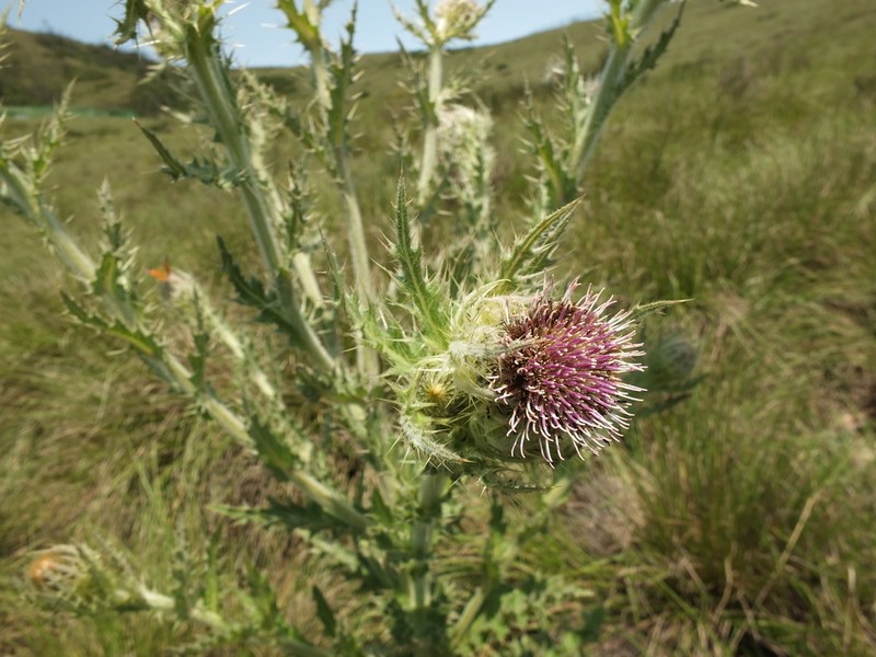 Cirsium wallichii photo 8