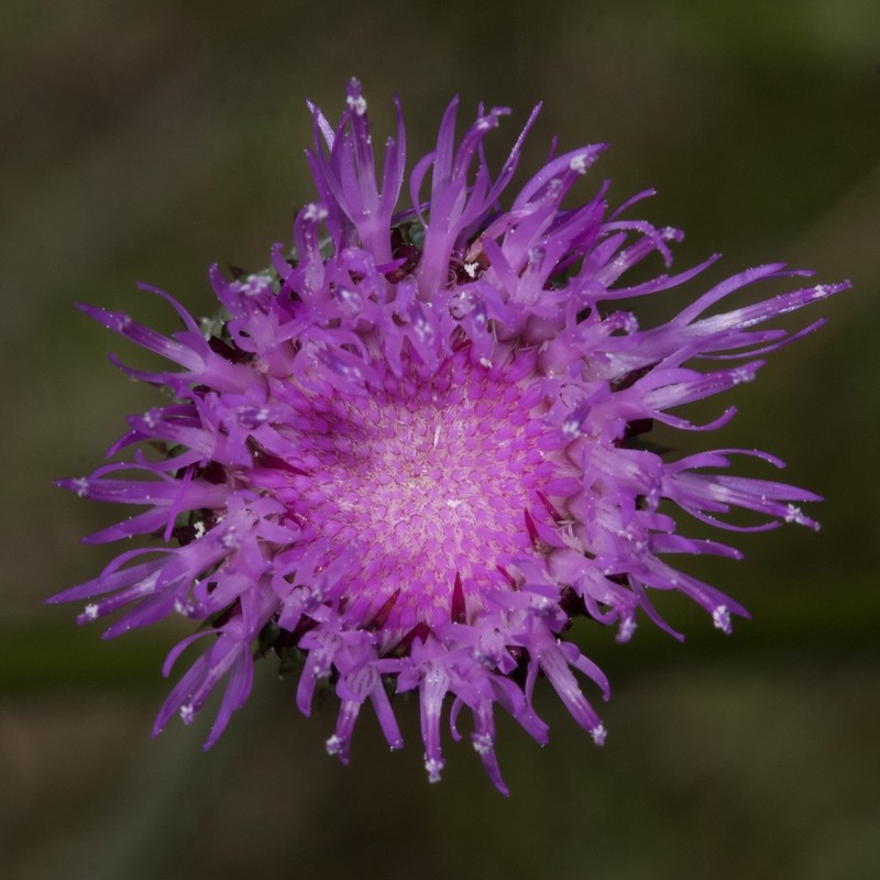 Cirsium welwitschii