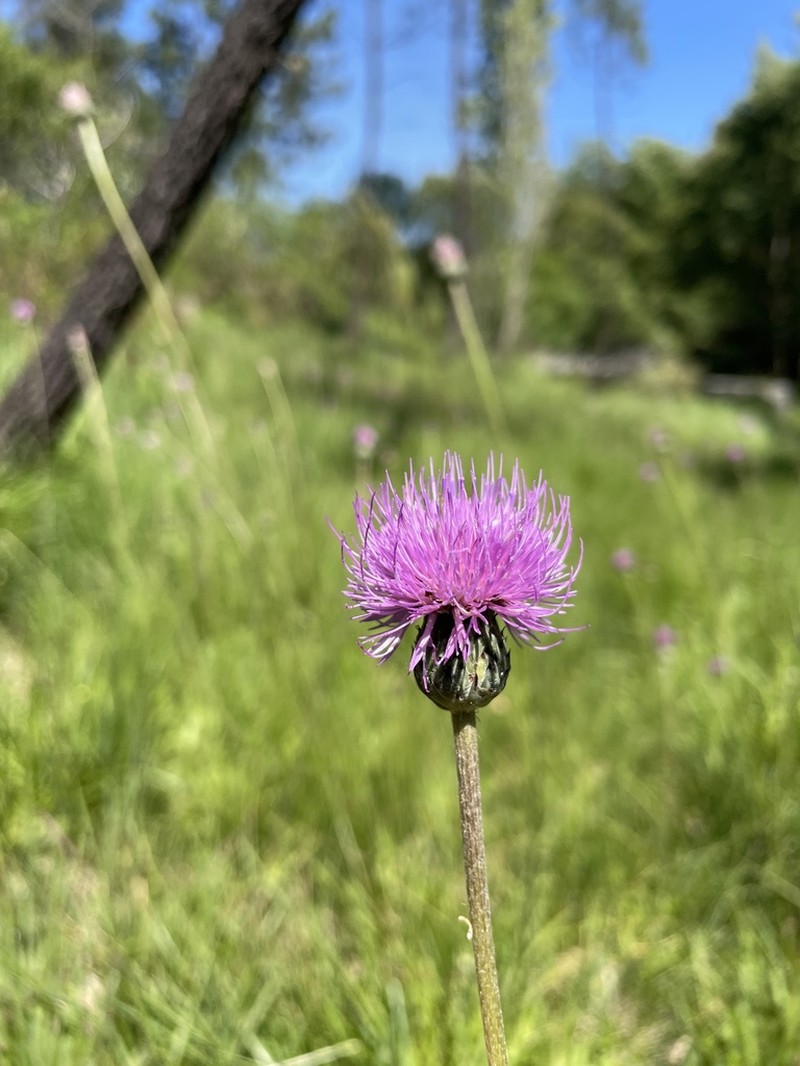 Cirsium welwitschii photo 2