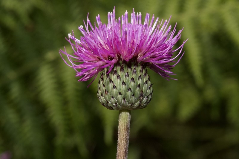 Cirsium welwitschii photo 3