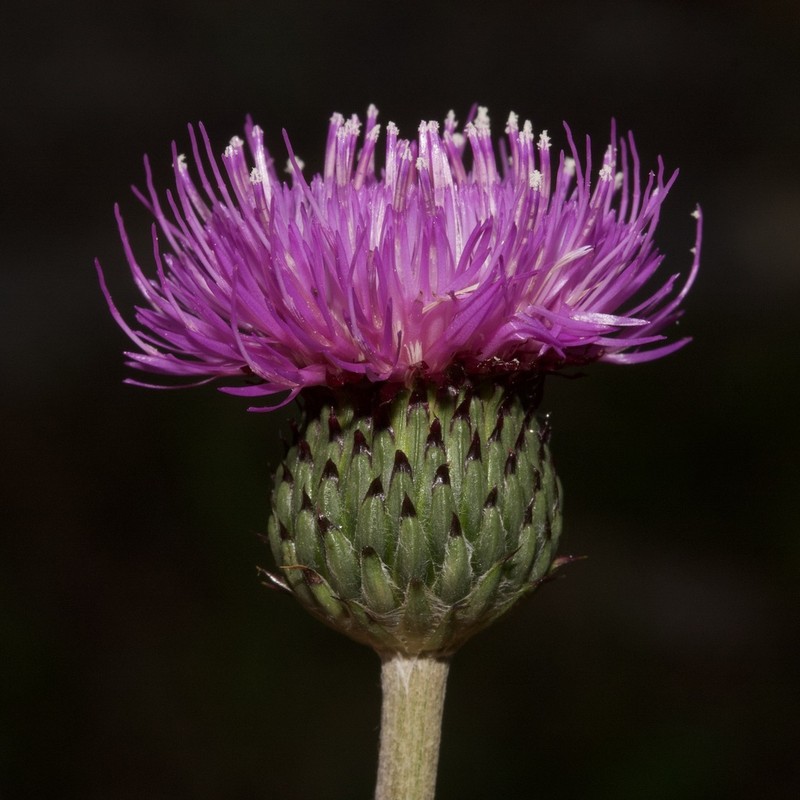 Cirsium welwitschii photo 4