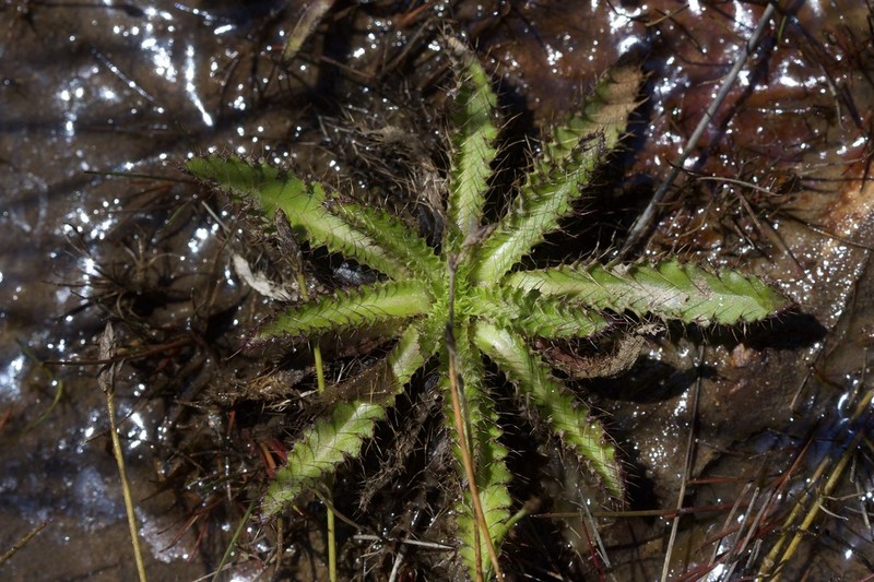 Cirsium welwitschii photo 5