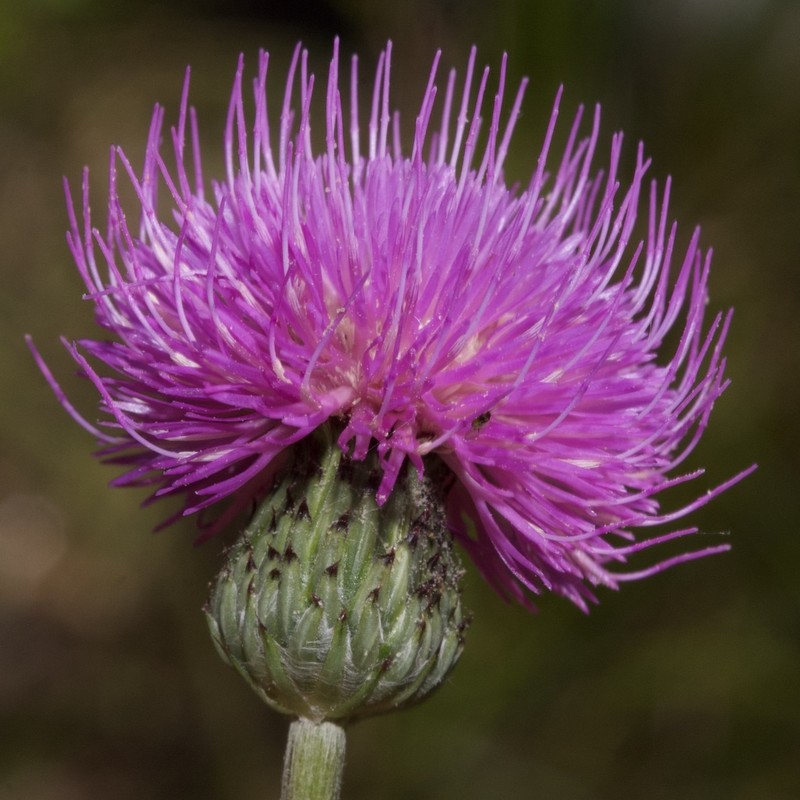 Cirsium welwitschii photo 6
