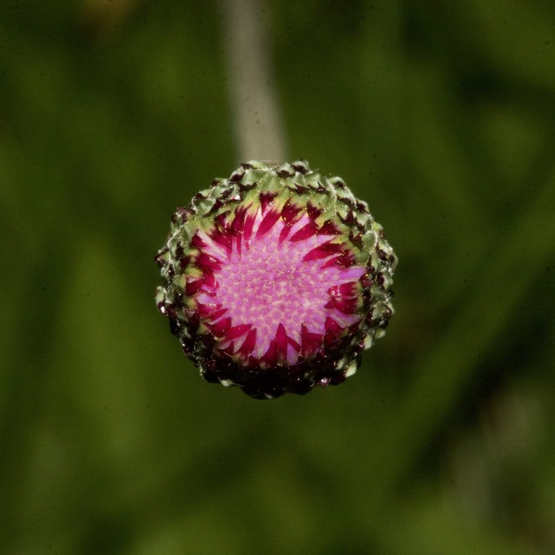 Cirsium welwitschii photo 7