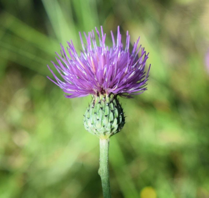 Cirsium welwitschii photo 8