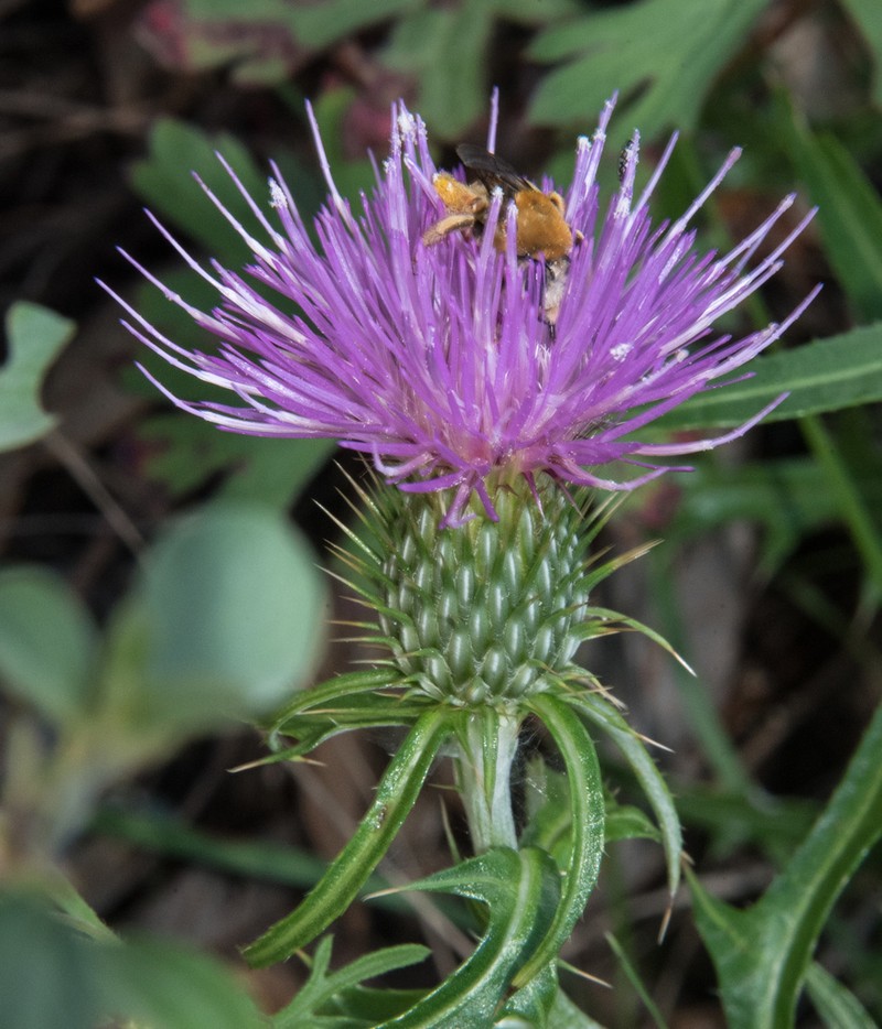 Wheeler's Thistle