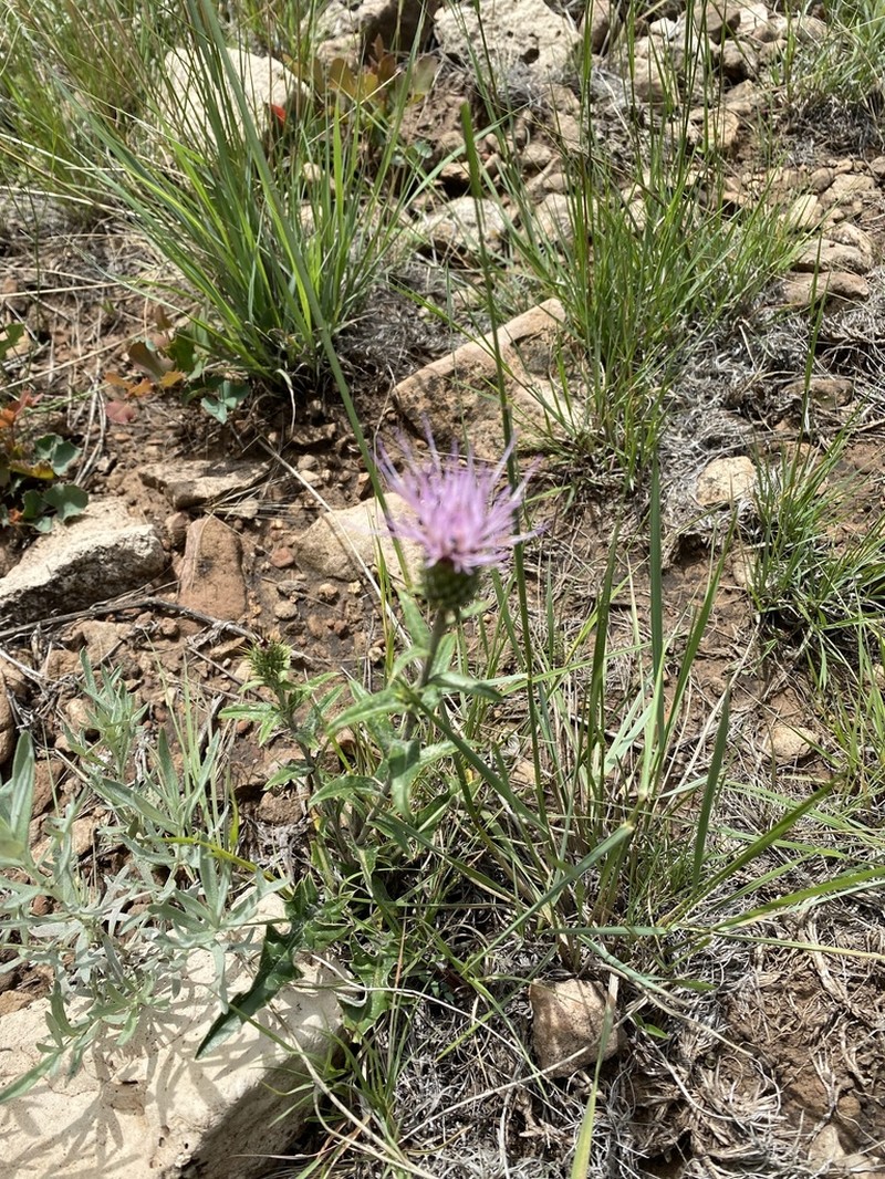 Wheeler's Thistle photo 2