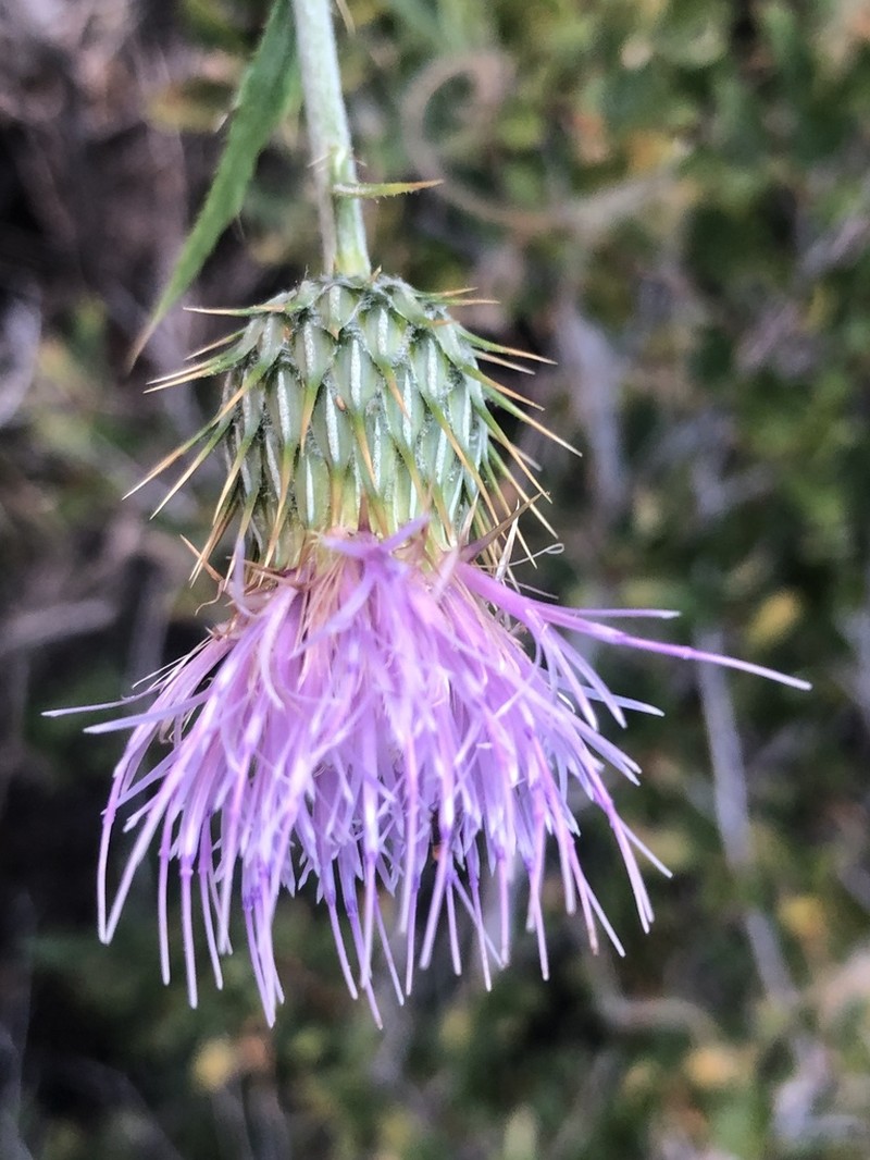 Wheeler's Thistle photo 3