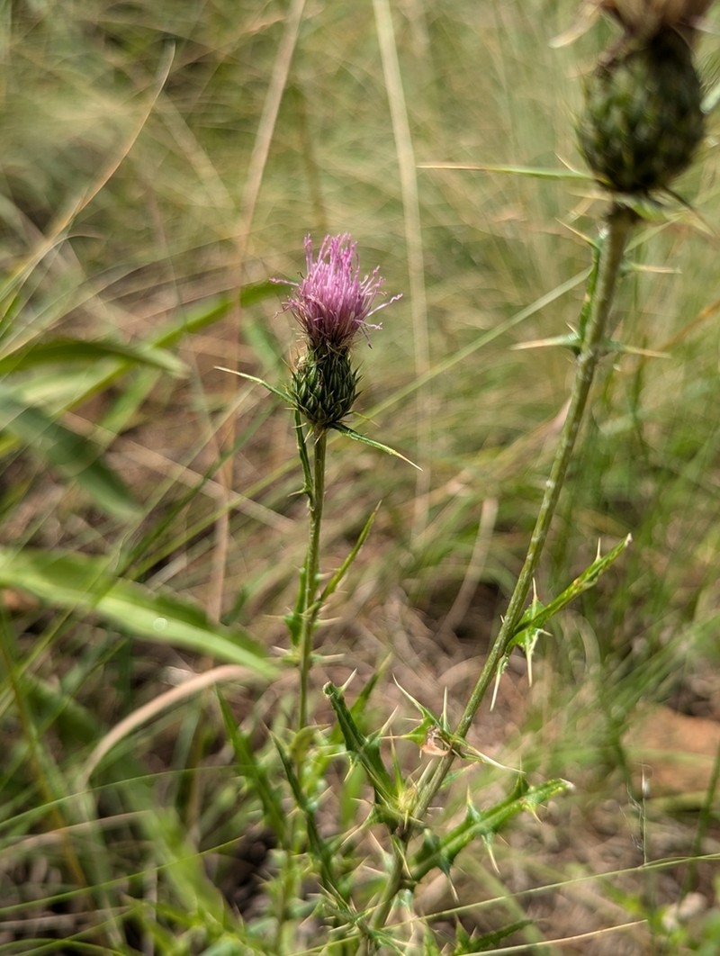 Wheeler's Thistle photo 4