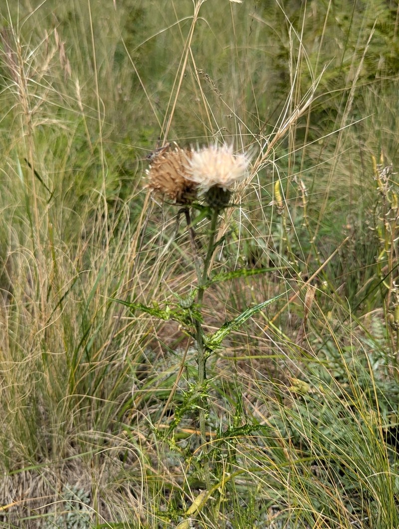Wheeler's Thistle photo 5
