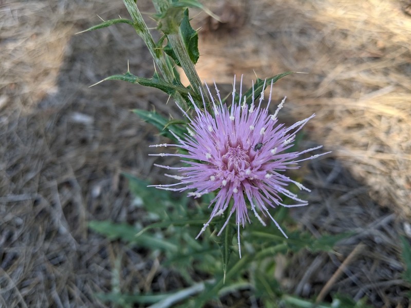 Wheeler's Thistle photo 6