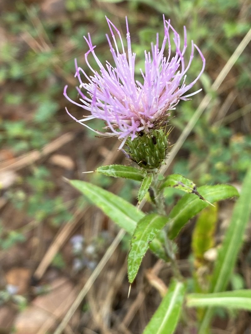 Wheeler's Thistle photo 7
