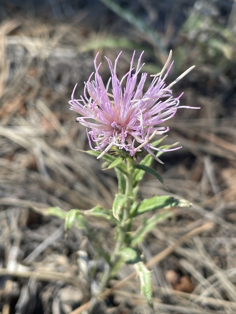 Wheeler's Thistle photo 8