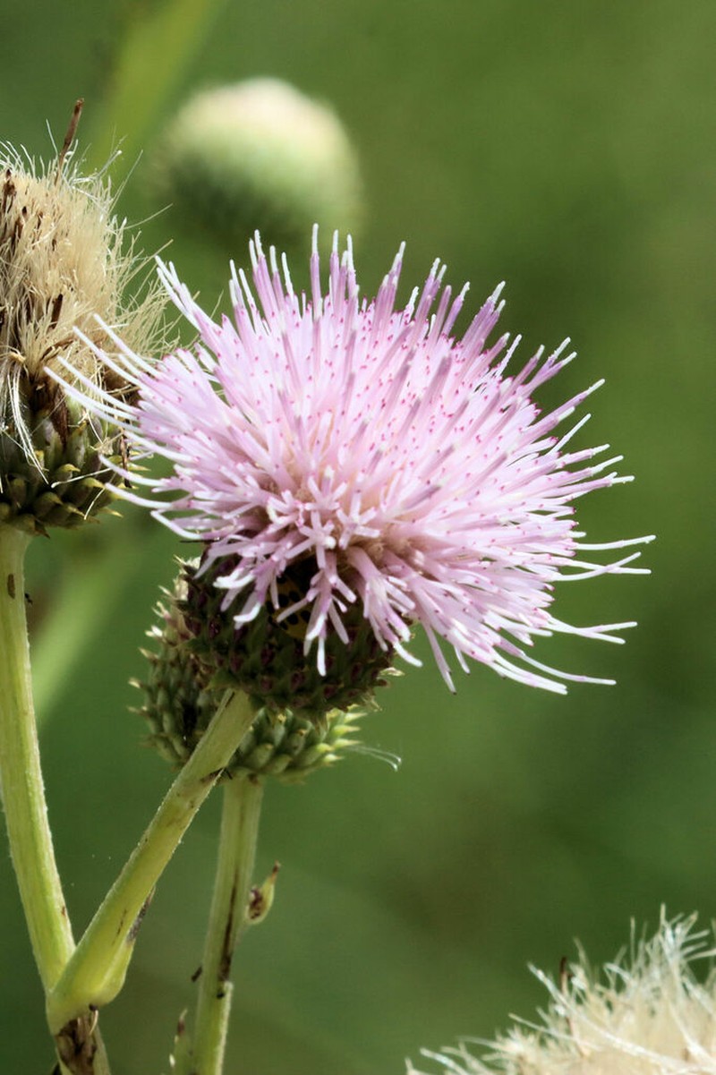 Wright's Thistle