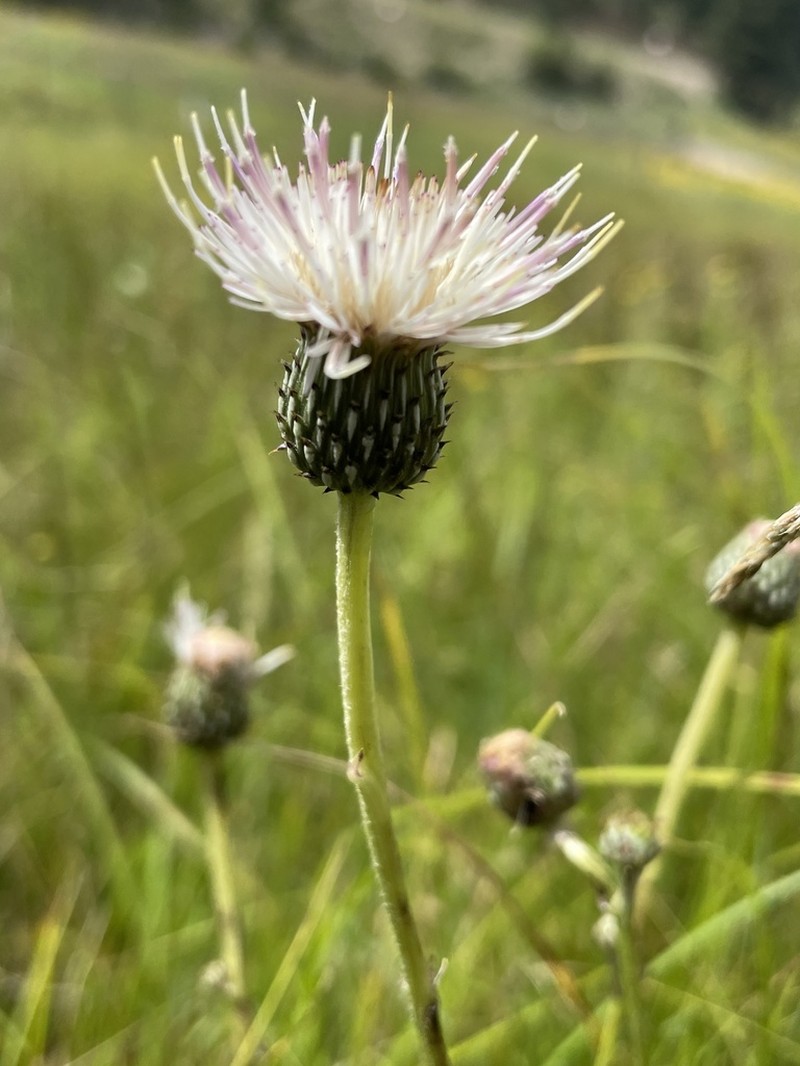 Wright's Thistle photo 2