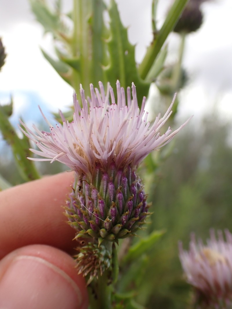 Wright's Thistle photo 3