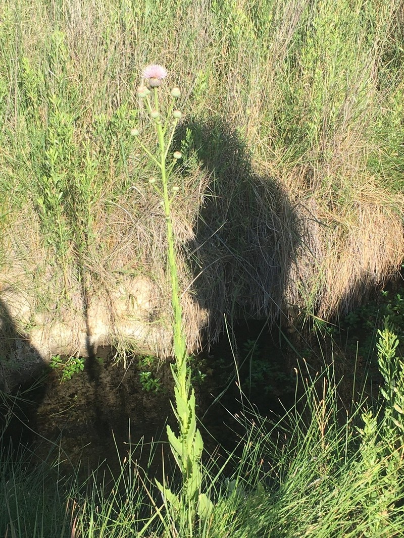 Wright's Thistle photo 4