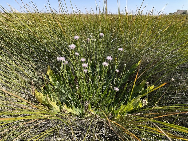 Wright's Thistle photo 5