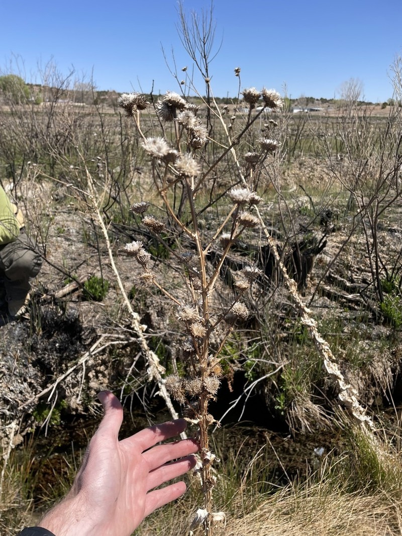 Wright's Thistle photo 6