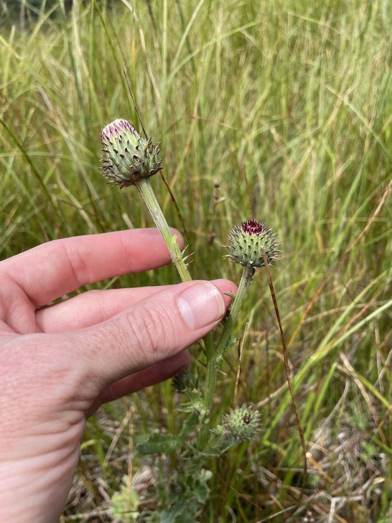Wright's Thistle photo 7