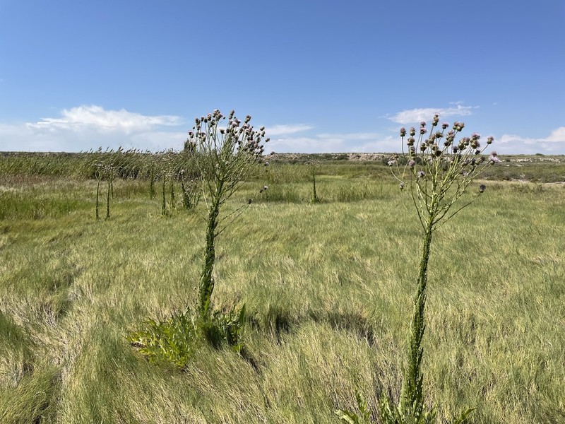 Wright's Thistle photo 8