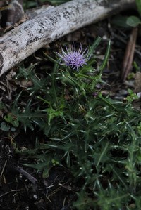 Cirsium yakusimense