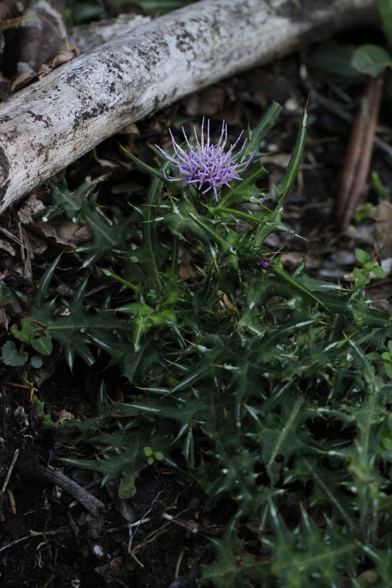 Cirsium yakusimense