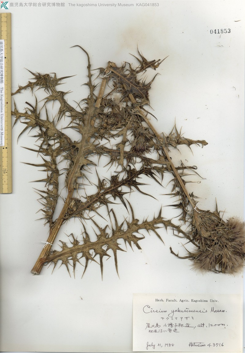 Cirsium yakusimense photo 2