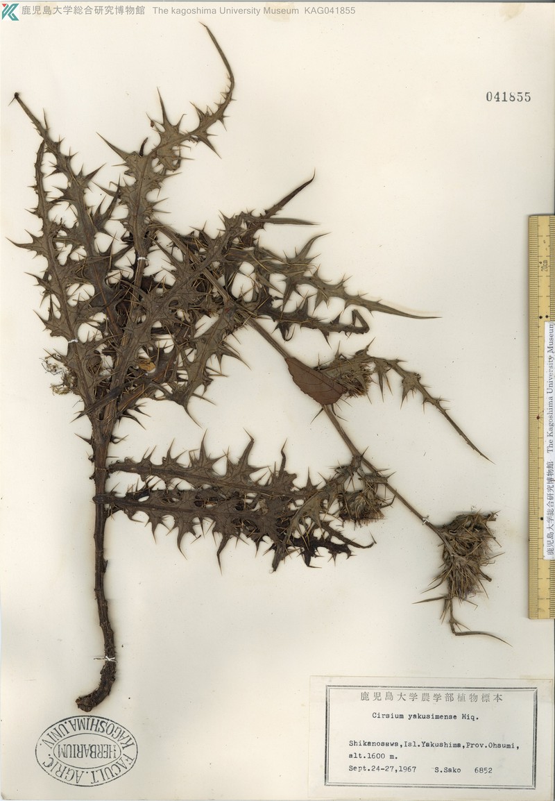 Cirsium yakusimense photo 3