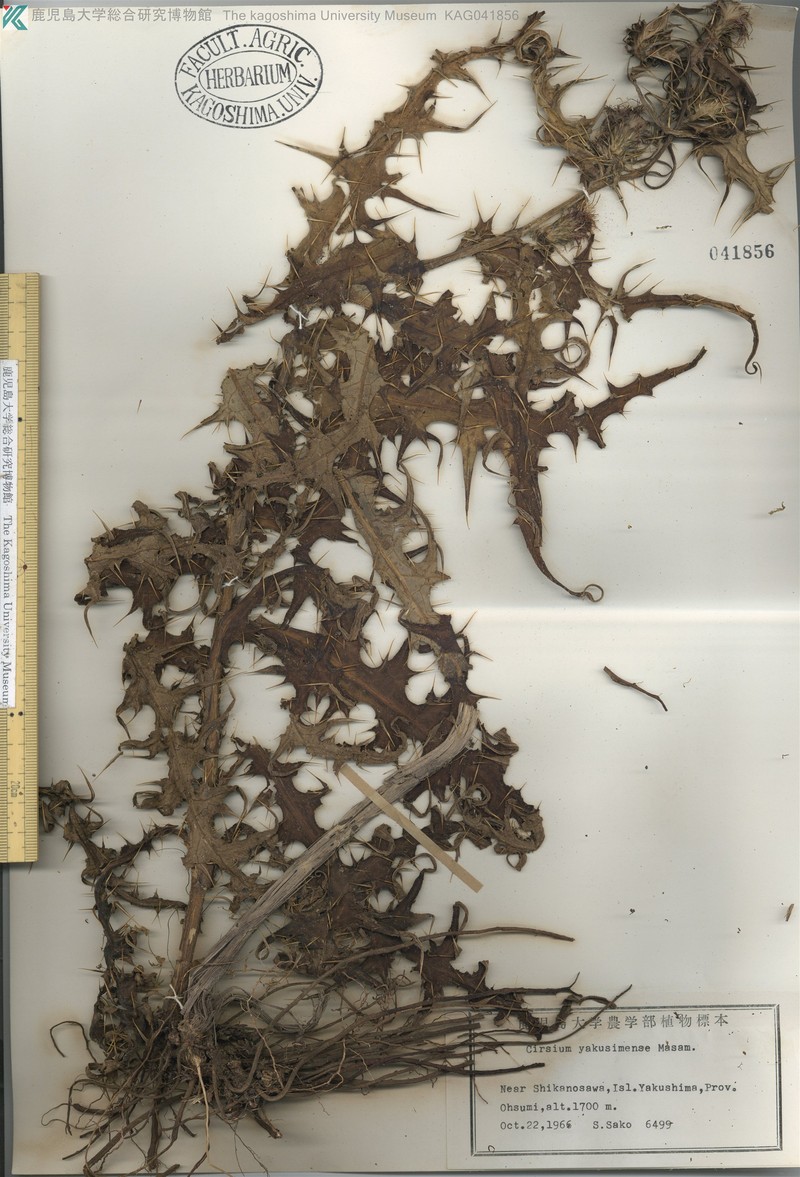 Cirsium yakusimense photo 5