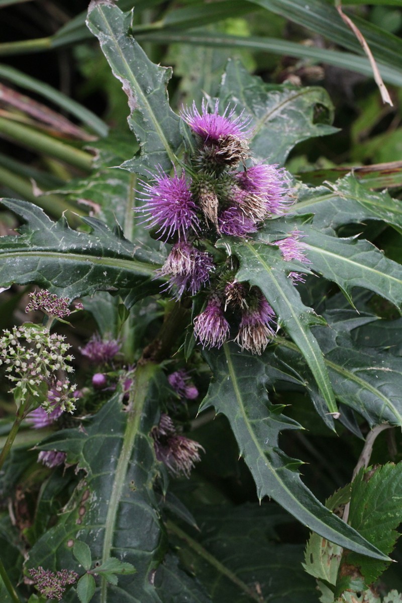 Cirsium yamauchii