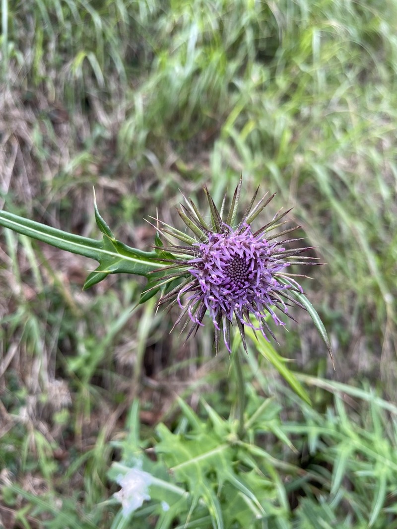 Cirsium yatsu-alpicola