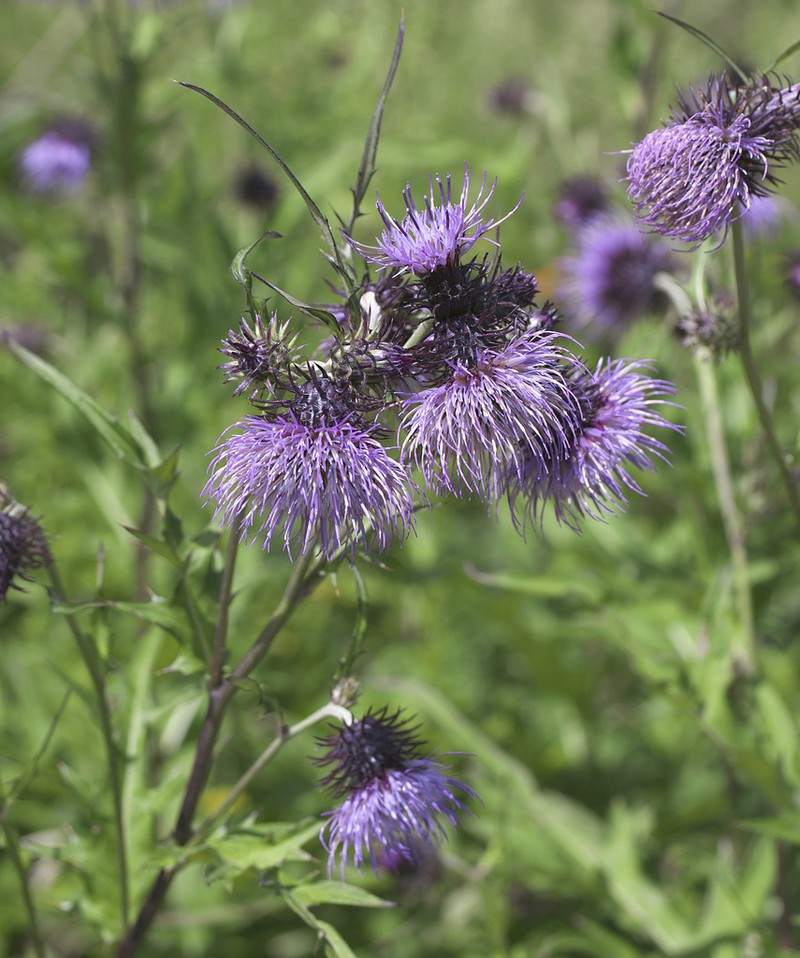 Cirsium yatsu-alpicola photo 2