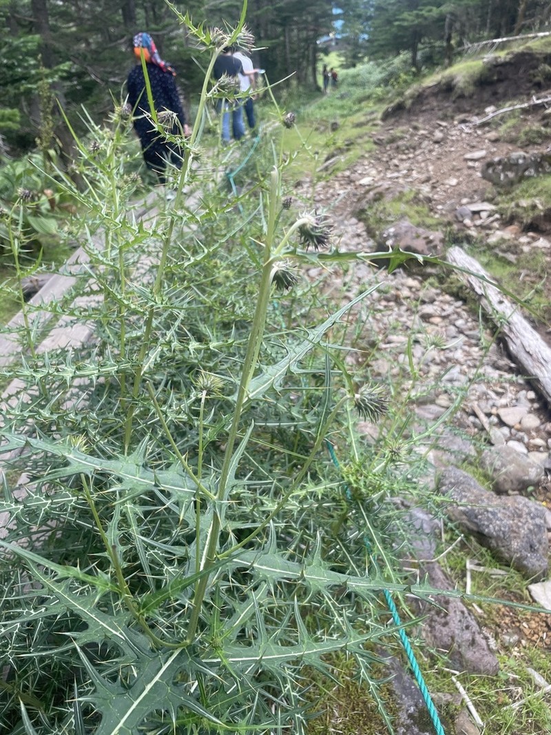 Cirsium yatsu-alpicola photo 3