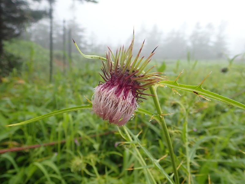Cirsium yatsu-alpicola photo 4