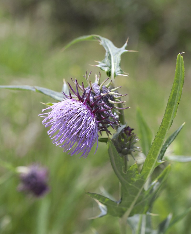 Cirsium yatsu-alpicola photo 5