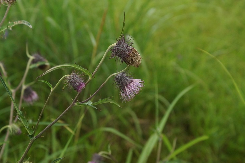 Cirsium yatsu-alpicola photo 6