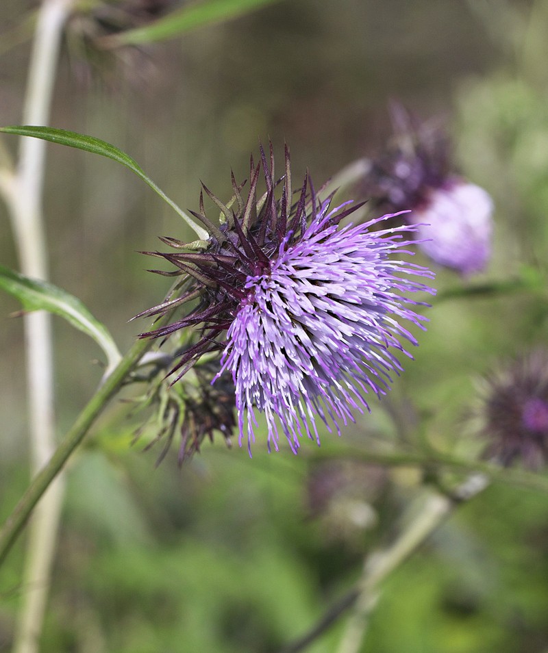 Cirsium yatsu-alpicola photo 7