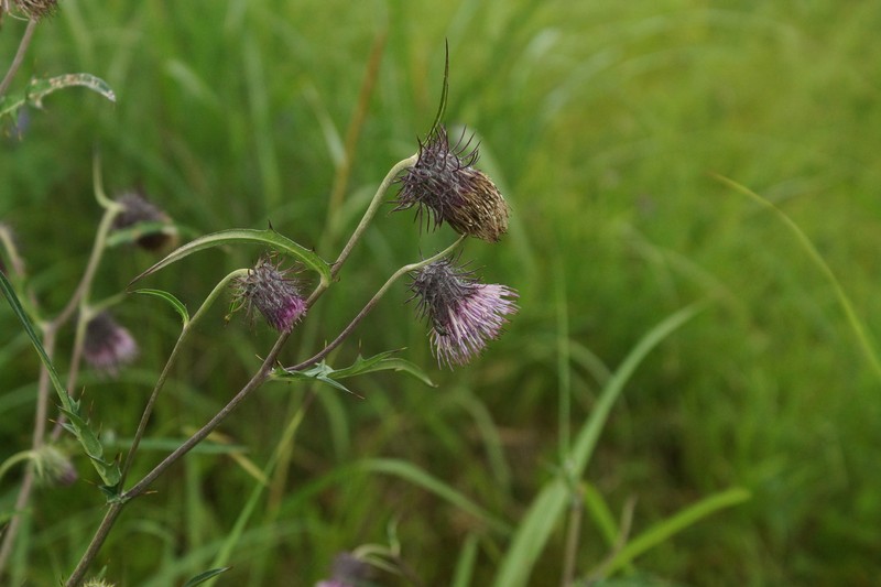 Cirsium yatsu-alpicola photo 8