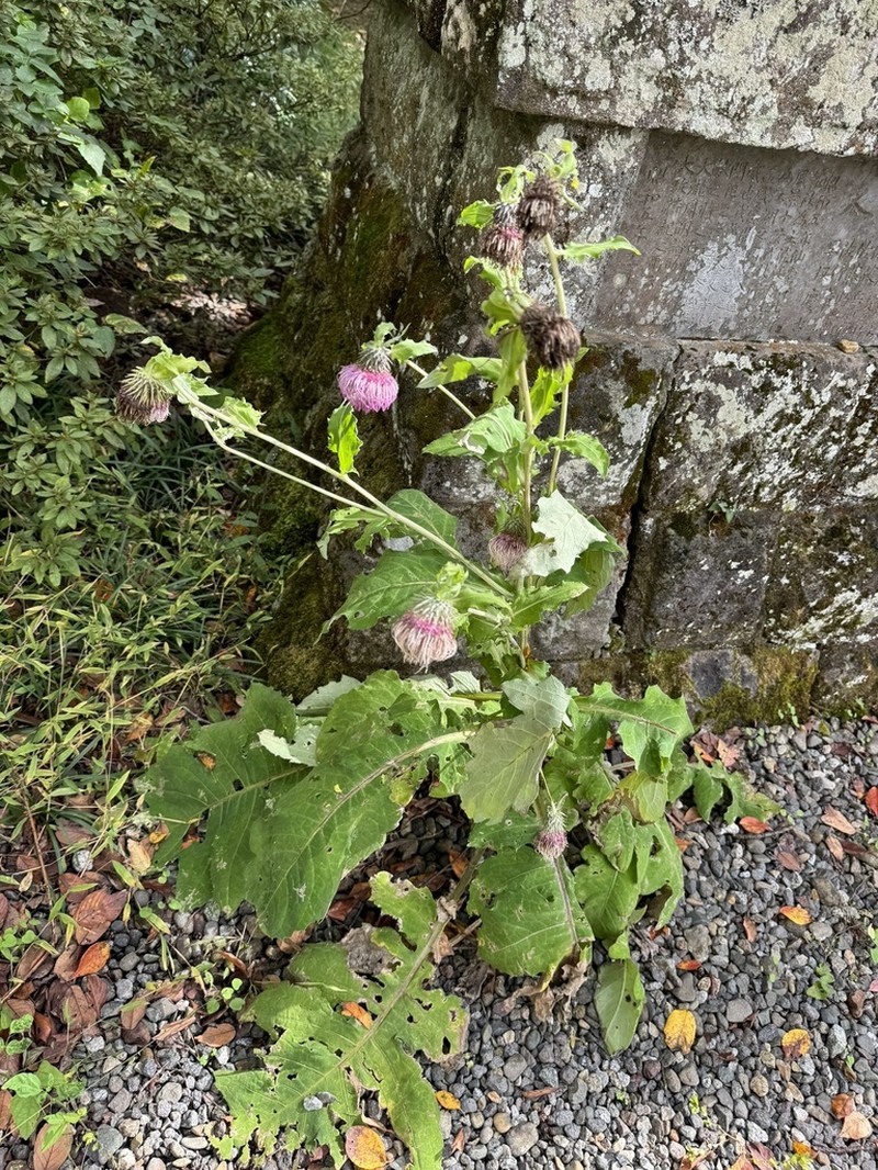 Cirsium yezoense