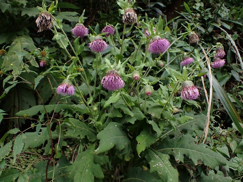 Cirsium yezoense photo 2