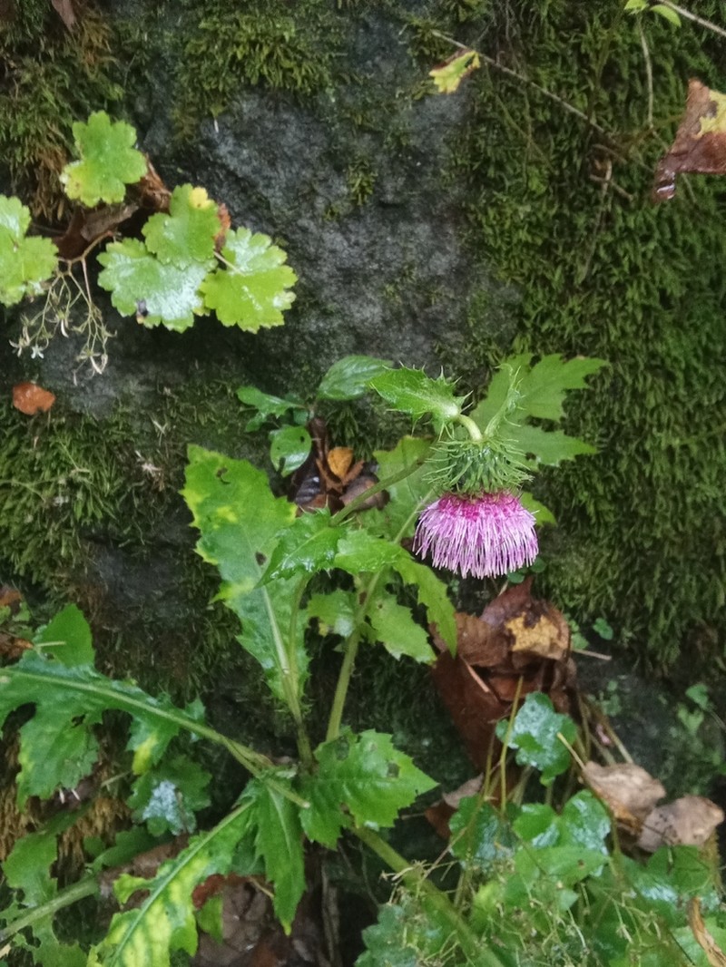Cirsium yezoense photo 3