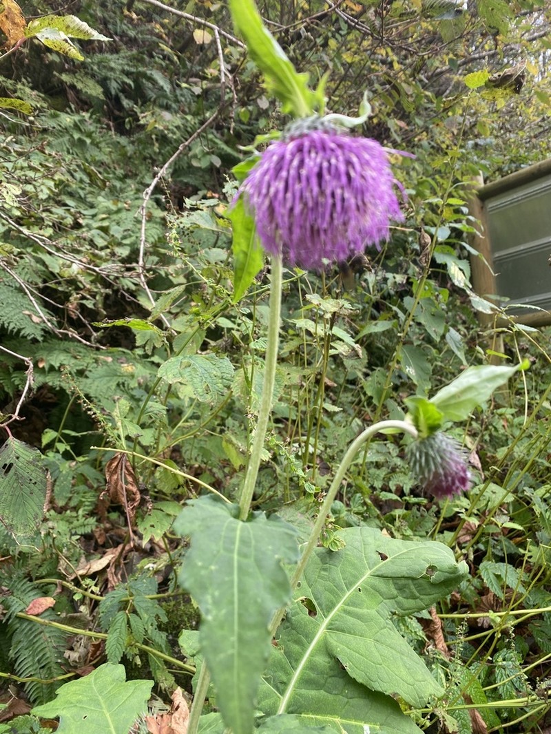 Cirsium yezoense photo 4