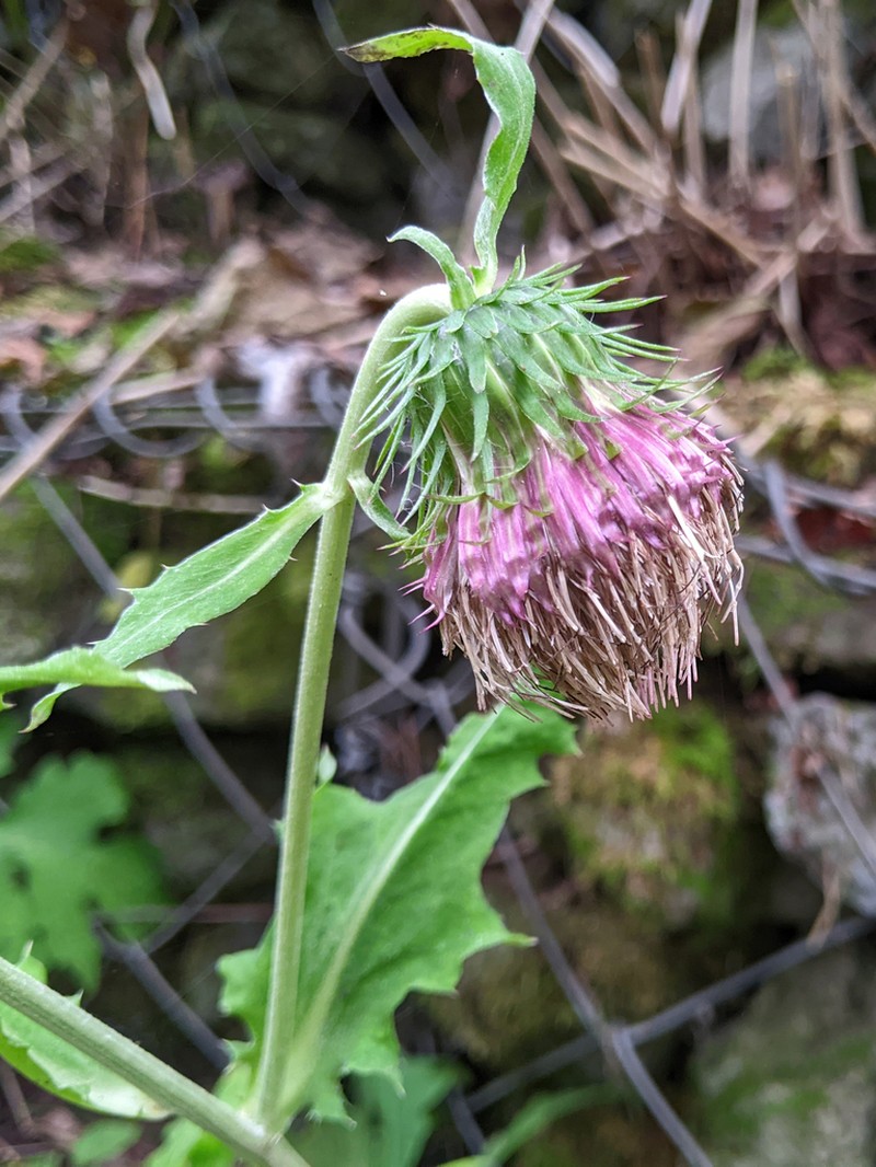 Cirsium yezoense photo 5