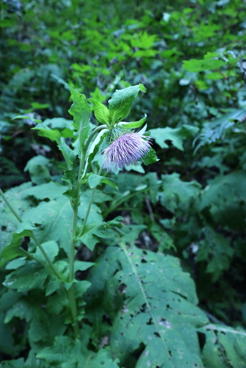 Cirsium yezoense photo 6