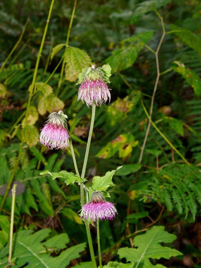 Cirsium yezoense photo 7