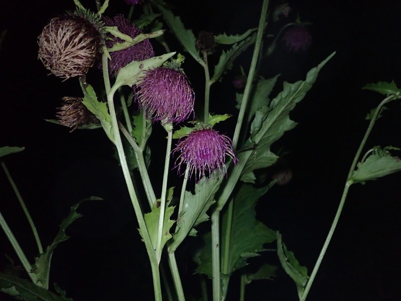 Cirsium yezoense photo 8