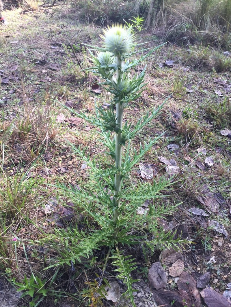Cirsium zamoranense